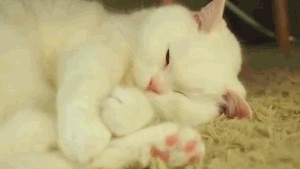 고양이 움짤들 | 인스티즈