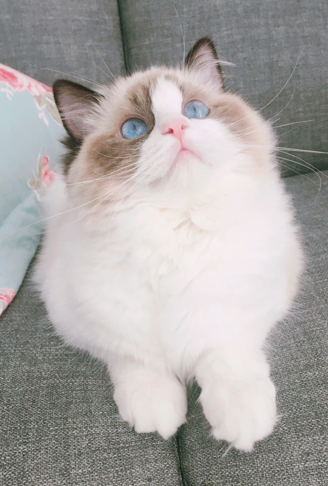 하품만 하면 괴수로 변하는 고양이 | 인스티즈