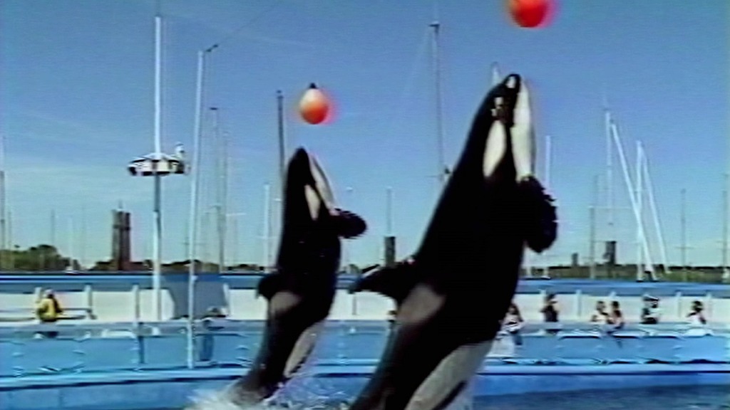 [다큐] blackfish 세계 최대 규모 아쿠아리움 씨월드의 비밀 | 인스티즈