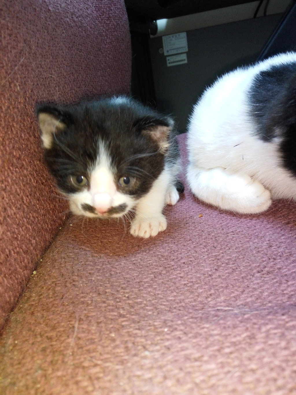 새끼냥이.. 미묘한 미묘 눈썹 짱귀 | 인스티즈