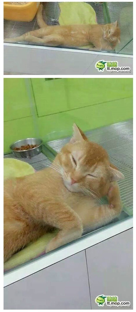 새집사 기다리는 냥이.jpg | 인스티즈