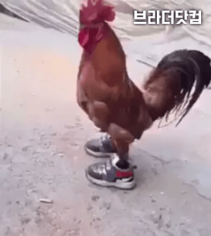 기분좋은닭 이미지