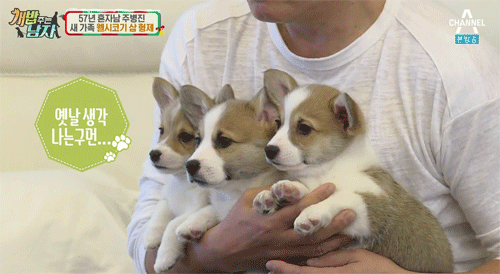 짧은 다리가 매력적인 웰시코기.gif | 인스티즈