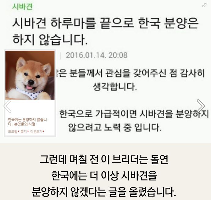 더 이상 한국에 시바견을 분양하지 않으려 합니다.jpg | 인스티즈