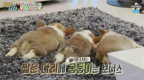 짧은 다리가 매력적인 웰시코기.gif | 인스티즈