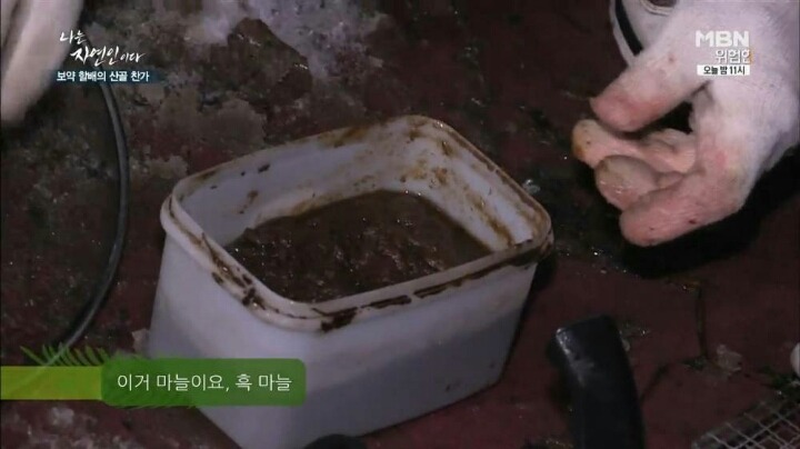 나는 자연인이다 마늘성애자 (마늘주의) | 인스티즈