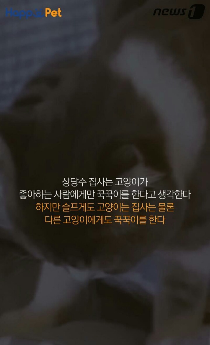 꾹꾹이라 하면 당연히 고냥이부르는거지! | 인스티즈
