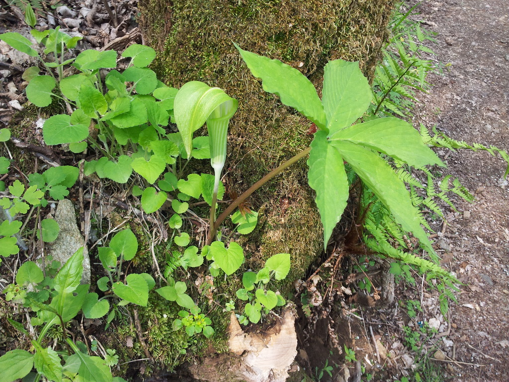 변산산소 이미지