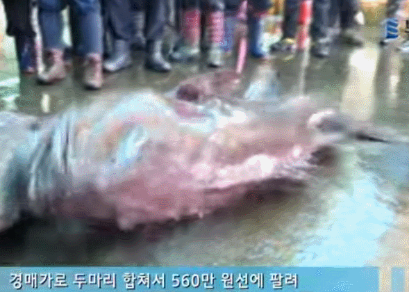 심해어 ㄷㄷㄷㄷㄷ | 인스티즈