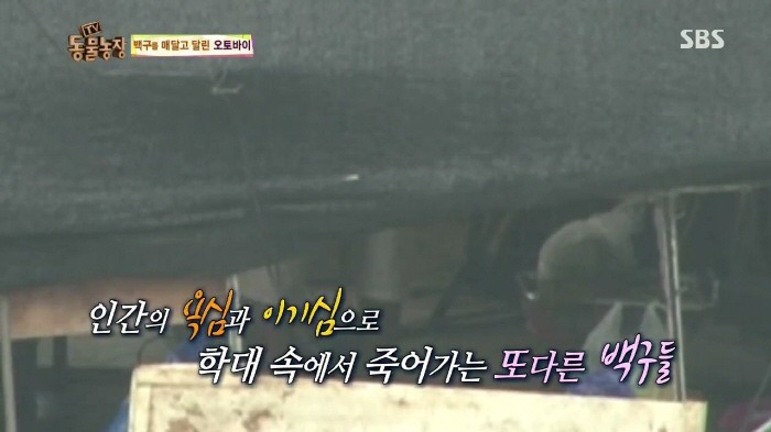 [TV동물농장] 동물농장에서 방송된 인천의 한 개 도축장의 현실.jpg | 인스티즈