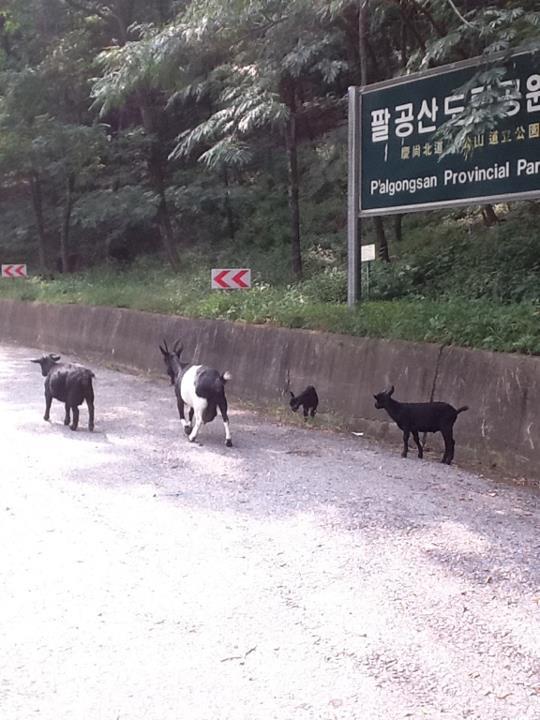팔공산염소집 이미지