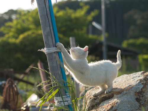 보고 따라하라냥 | 인스티즈