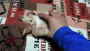 아기고양이 재우는 법.gif | 인스티즈