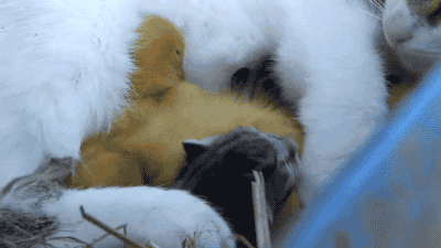 새끼오리와 고양이 | 인스티즈