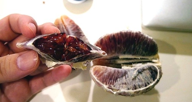 외국에 파는 블러드오렌지.jpg | 인스티즈