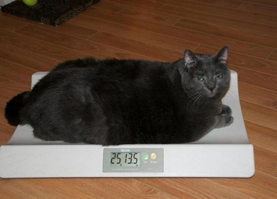 13.6kg 뚱냥이의 좀 쩌는 다이어트 여정 | 인스티즈
