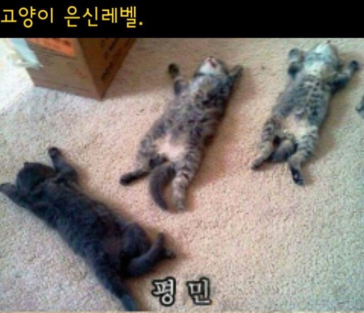  냥이들의 놀라운 은신능력 5단계.jpg | 인스티즈