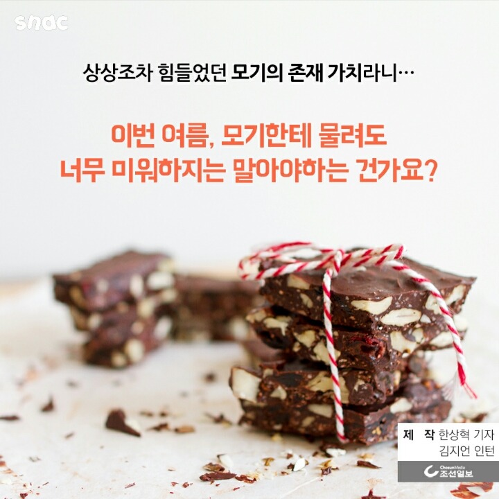 모기와 초콜릿의 평행이론 | 인스티즈