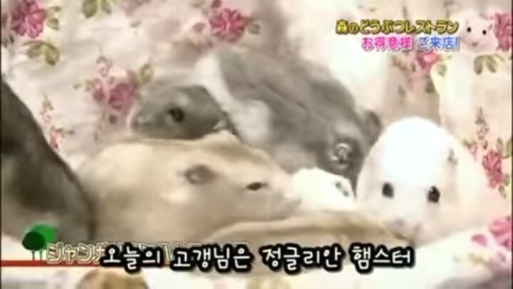 일본의 흔한 햄스터 레스토랑 (아파트 뿌심 주의) | 인스티즈