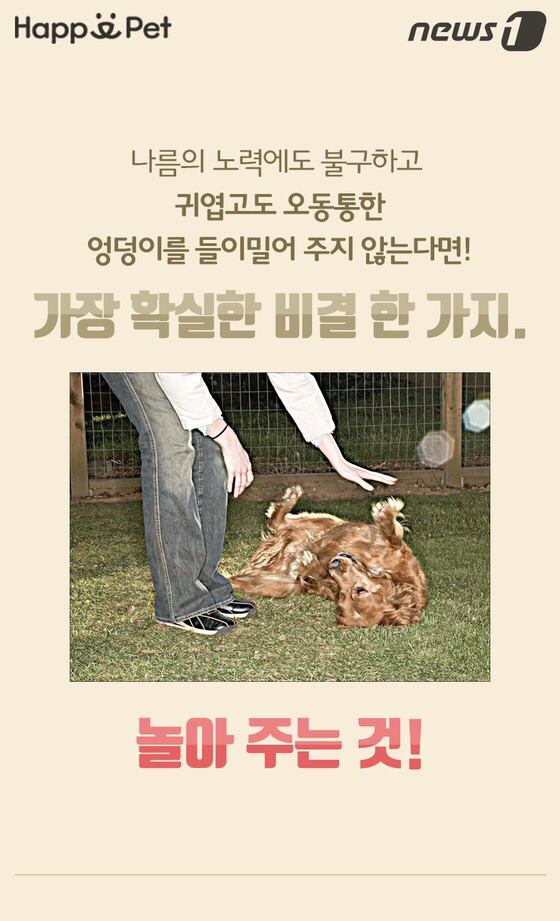 멍멍이가 펑퍼짐한 엉덩이를 들이민다고요? | 인스티즈