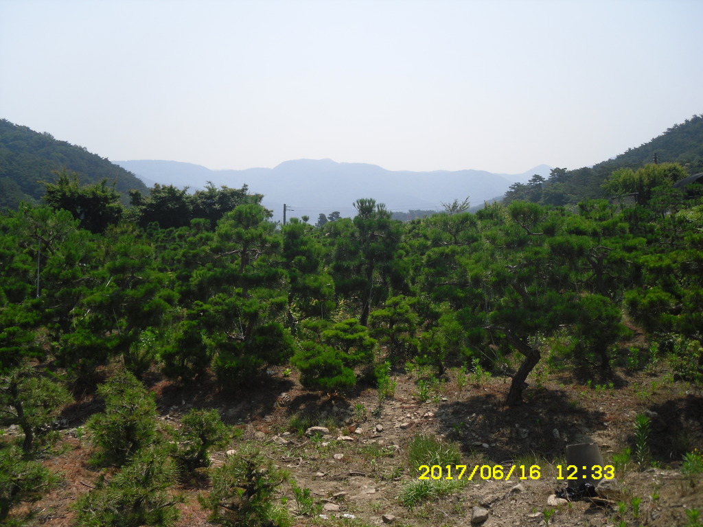 소나무 이미지