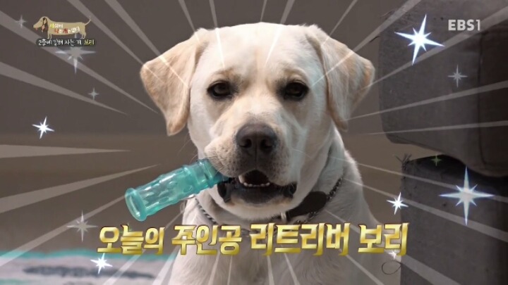 겁 많은 대형견 보리 | 인스티즈