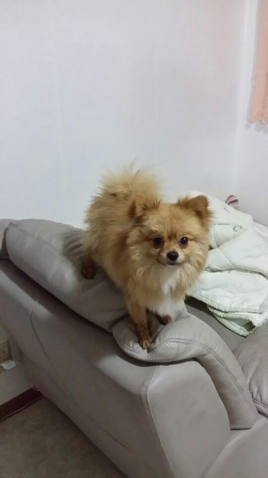 콜라PC 이미지
