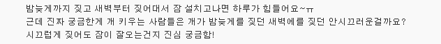 반려동물 때문에..쫓겨나고 전과자 되는 주인들 | 인스티즈