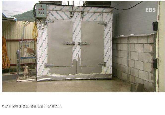 나는 아직 살수 있는데 왜 죽으라하나요 | 인스티즈