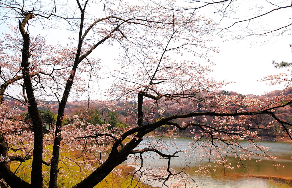 희원 이미지
