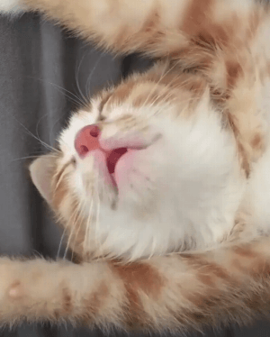 꿈꾸는 고양이 | 인스티즈