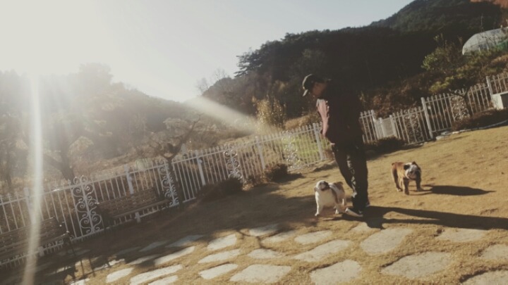 마일로 이미지