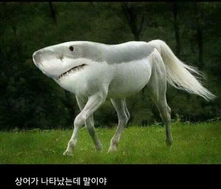 상어가 나타났는데 말이야ㅋㅋㅋㅋㅋㅋㅋㅋㅋㅋㅋㅋㅋㅋㅋㅋㅋㅋㅋㅋㅋㅋㅋㅋㅋㅋㅋㅋㅋㅋㅋㅋㅋㅋㅋㅋㅋㅋㅋㅋㅋㅋㅋㅋㅋㅋㅋㅋㅋㅋㅋㅋㅋㅋㅋㅋㅋㅋㅋㅋ | 인스티즈