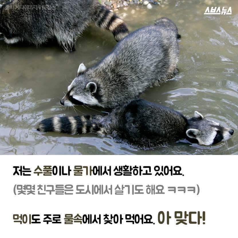 라쿤이 물속에 먹이를 넣는 이유 | 인스티즈