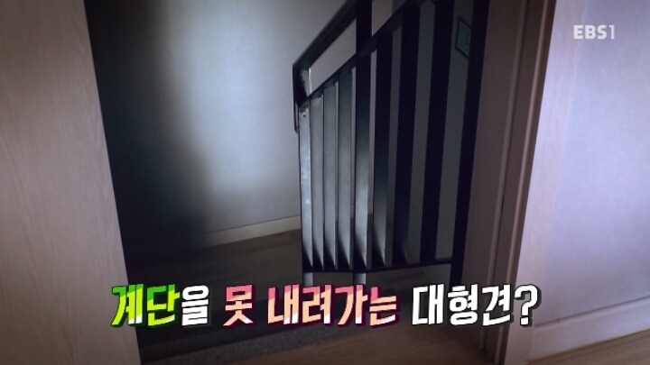 겁 많은 대형견 보리 | 인스티즈