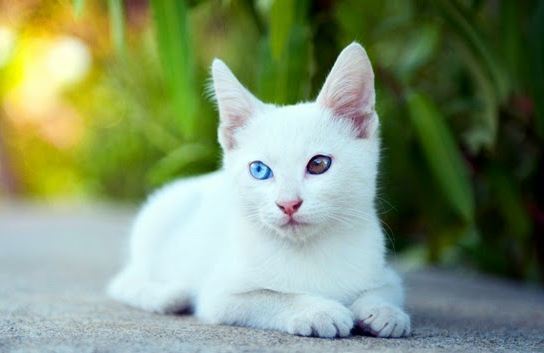 순백색 털에 오드아이를 가진 신비한 분위기의 냥이, 카오마니 고양이에 대하여 | 인스티즈