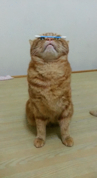 그냥 고양이 gif | 인스티즈