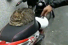 저 출근해야 된다구요...내려오세요 아저씨.gif | 인스티즈