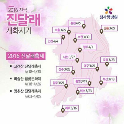 2016년도 올해 봄꽃개화시기&축제기간 | 인스티즈