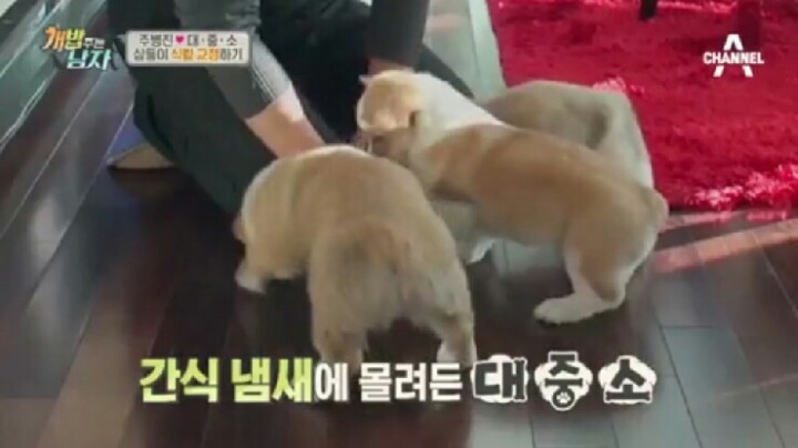 [개밥주는남자] 웰시코기 삼둥이 대중소 식탐고치기 (feat.갓형욱) | 인스티즈