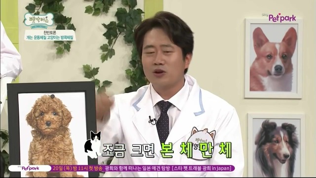 운동체질 강아지와 방콕체질 고양이?! | 인스티즈