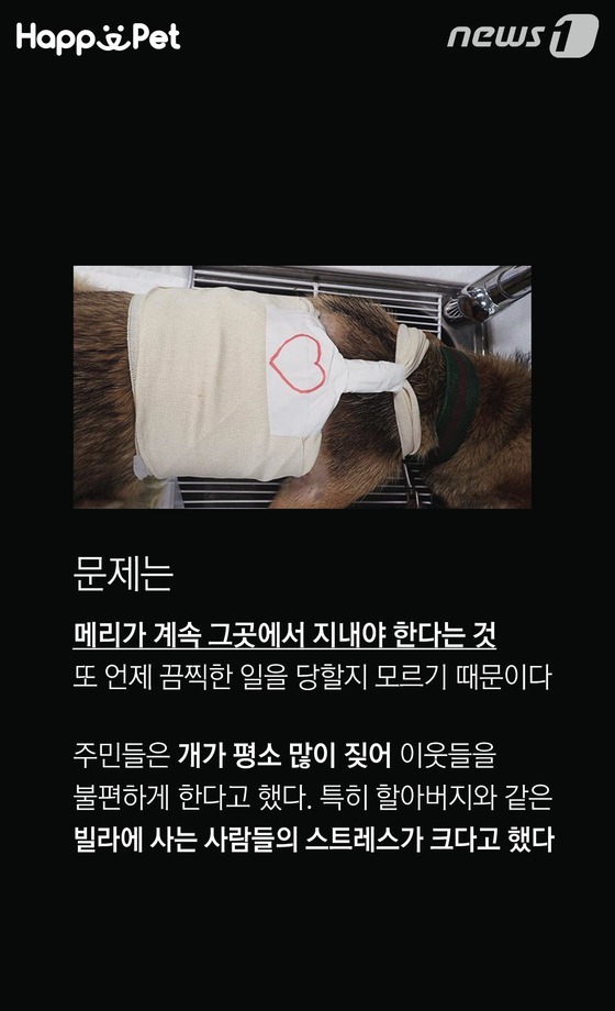 흑석동 강아지 염산테러사건의 전말 | 인스티즈