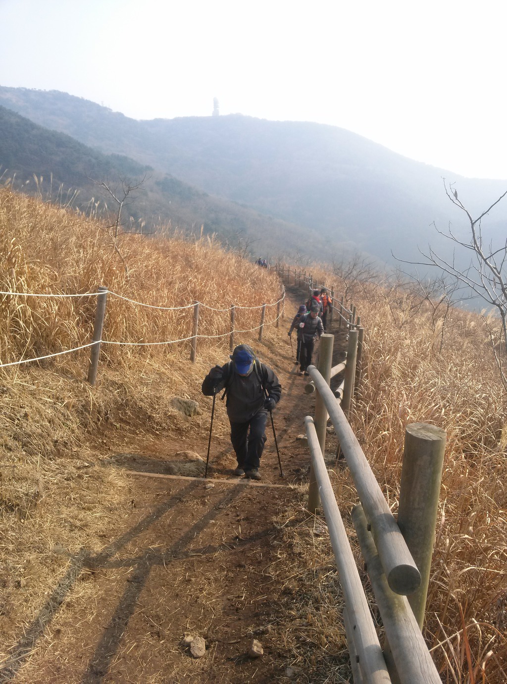 억세 군락지 이미지