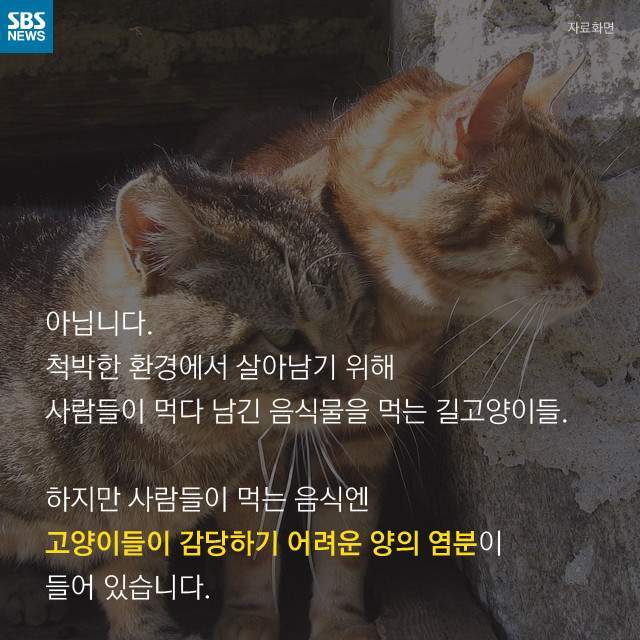 뚱뚱한 길냥이들의 진실 | 인스티즈