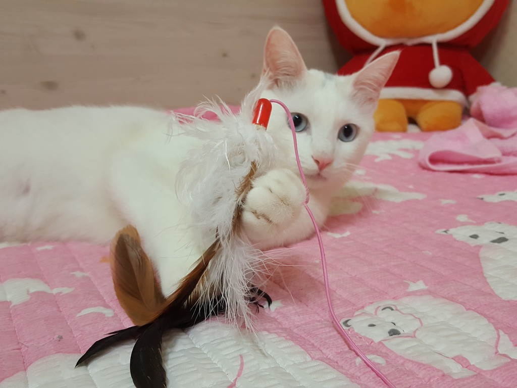 차차네 이미지