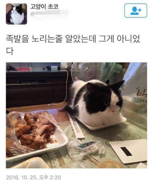 족발먹는데 고양이가 달려드는 이유 | 인스티즈
