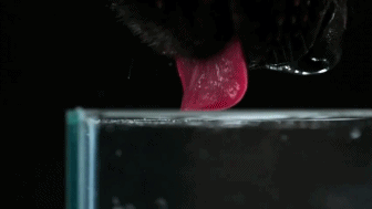 강아지가 물먹는 방법.gif | 인스티즈