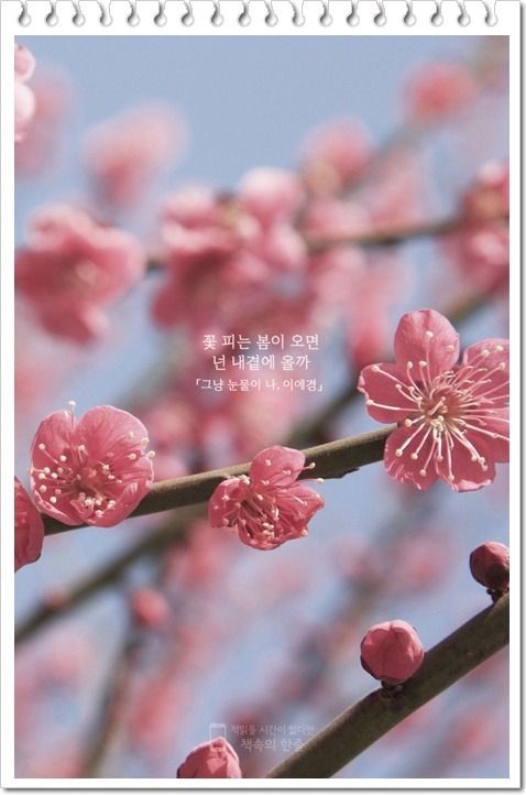 넌나의봄이다 이미지