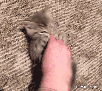 아깽이.gif | 인스티즈