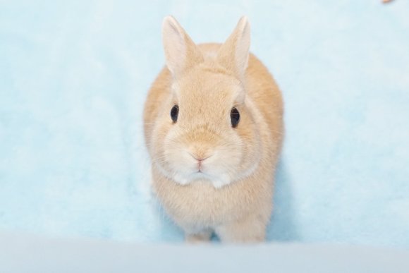거기 지나가는 자네 토끼의 매력을 아는가 | 인스티즈